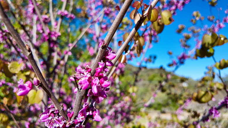 Pink flowers on a western redbud tree