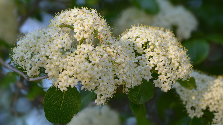 White blooms on a blackhaw tree