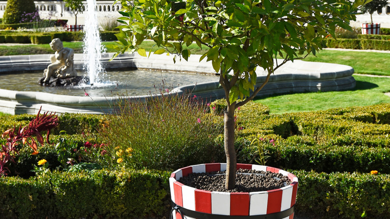 A bay tree growing in a large white and red striped pot