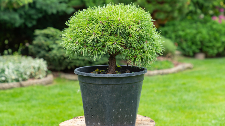 A Pinus mugo tree in a large black planter in a backyard garden