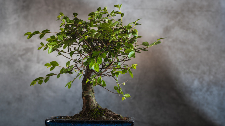 A Japanese zelkova plant cultivated as a bonsai