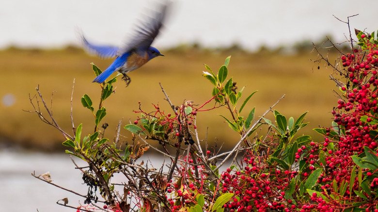 A bird visiting a toyon tree with red berries