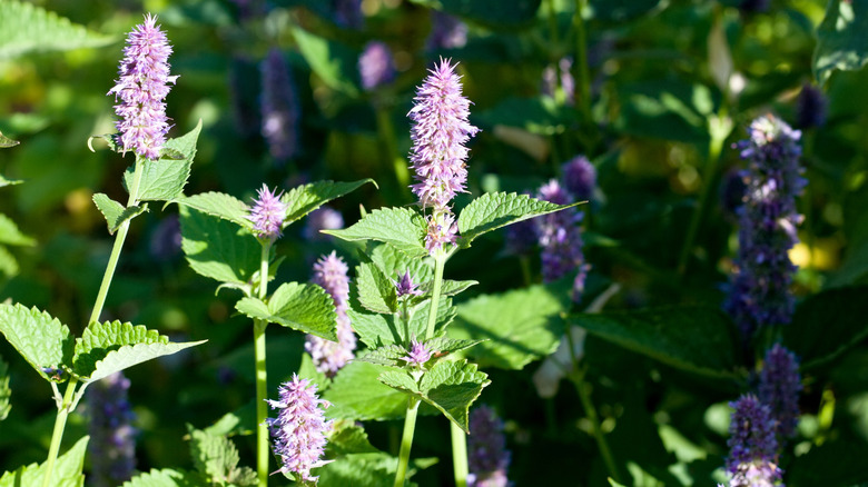 Anise hyssop plants growing in the sun.
