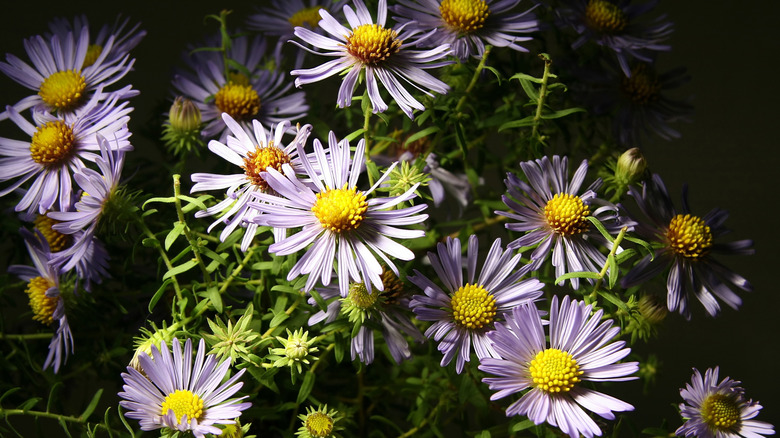 A cluster of aromatic asters in low lighting.
