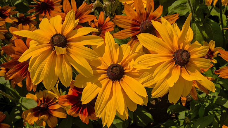 Black-eyed Susans clustered together in low lighting.