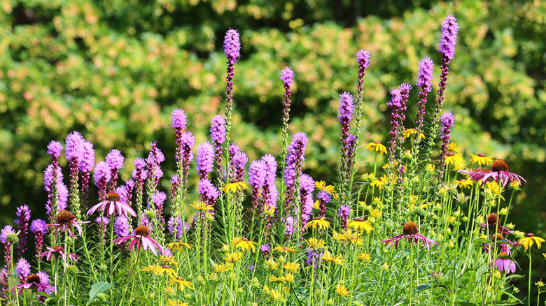 A row of bright, pink blazing star flowers.