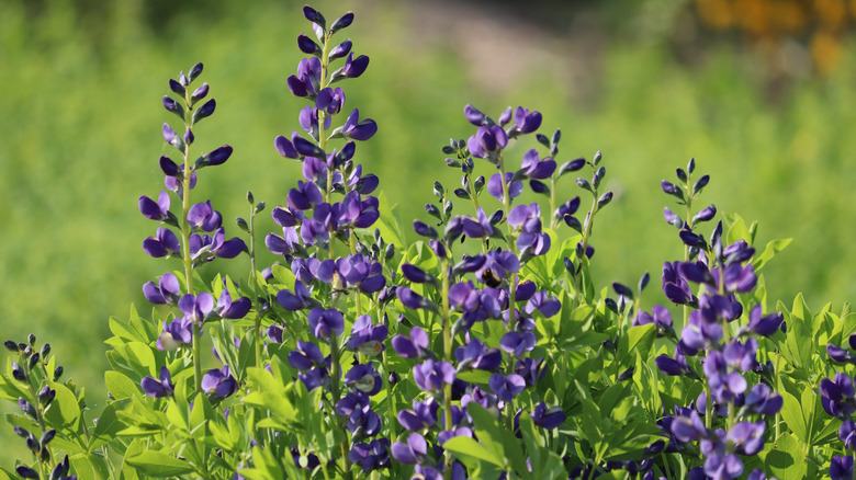 Blue false indigo plants in bloom in the sunlight.