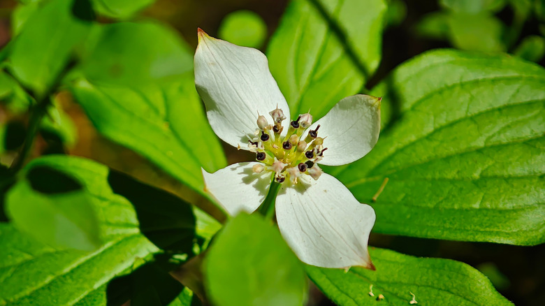A single bunchberry flower surrounded by its foliage.
