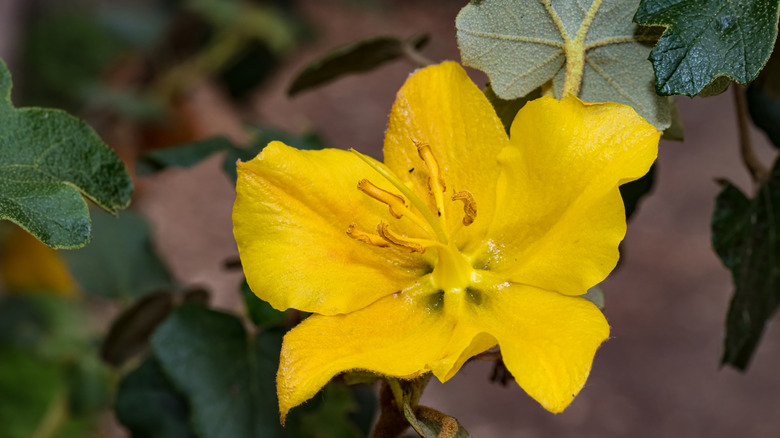 The delicate petals of the California flannelbush flower.