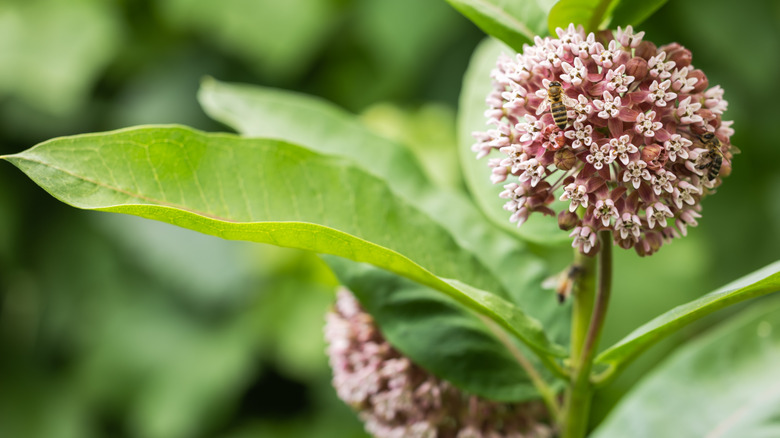 The tiny, pink petals on the common milkweed's flowerhead.