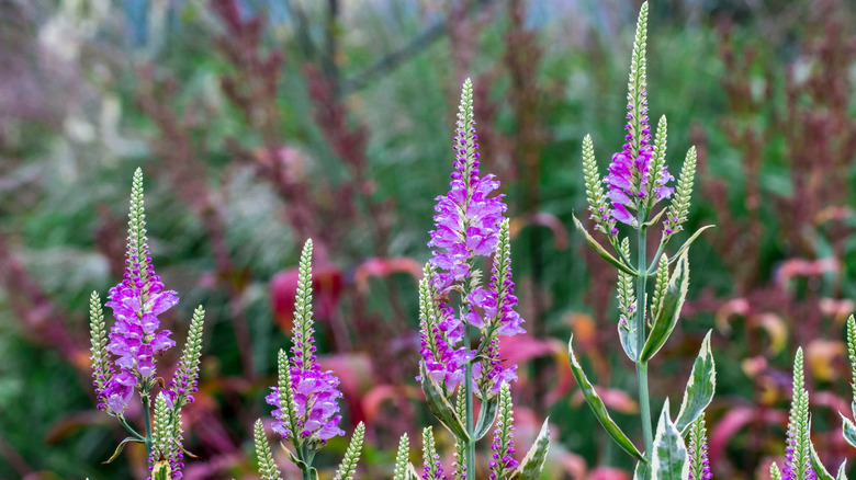 A row of Culver's root plants half in bloom.