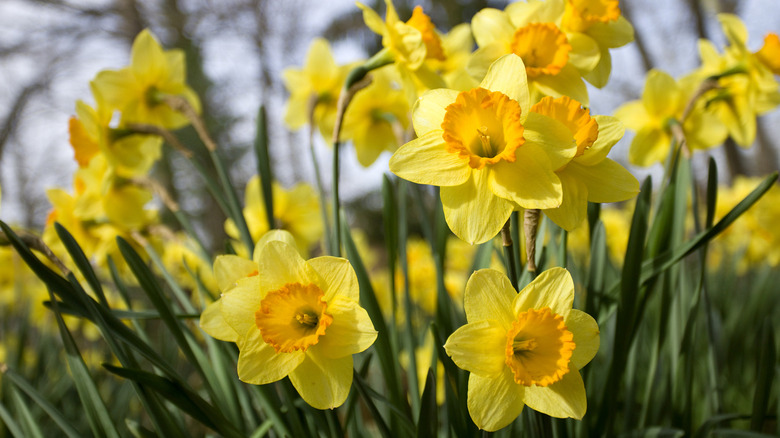 Yellow and orange daffodils in bloom.