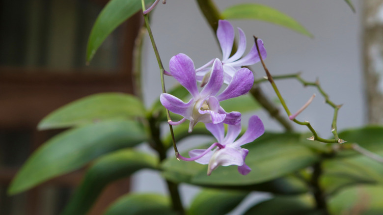 A downy lobelia plant in bloom.
