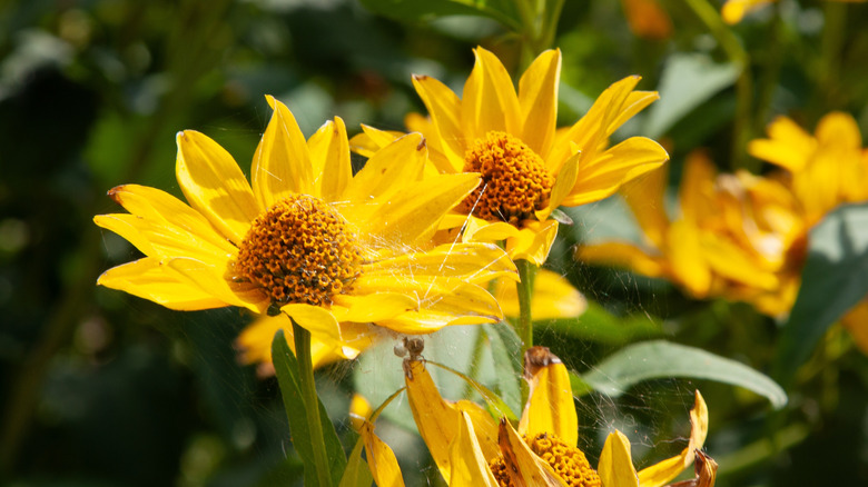A small group of false sunflowers growing in the sun.