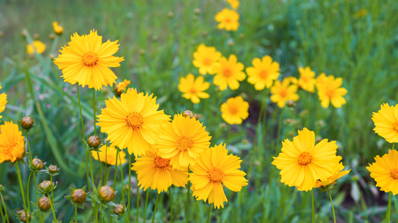 The unique flowerhead of a single lanceleaf coreopsis.