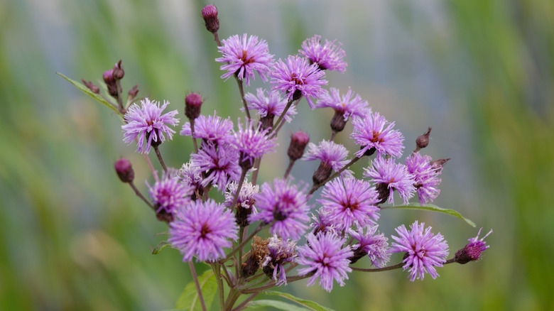 The head of a pink New York ironweed.