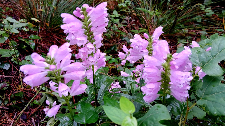 The pink bell-like flowers of the obedient plant.