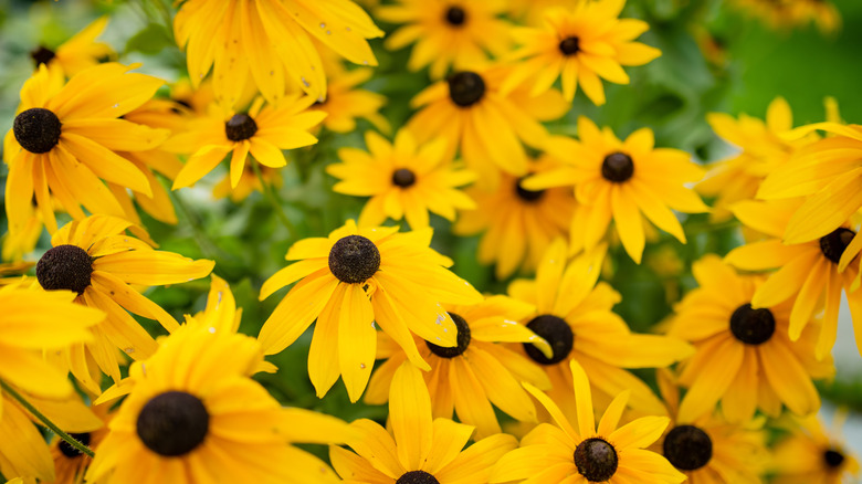 A rounded, black centre stands out above the soft, orange petals of the orange coneflower.