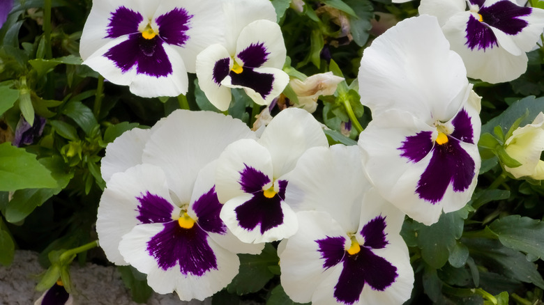 White and purple pansies in bloom.