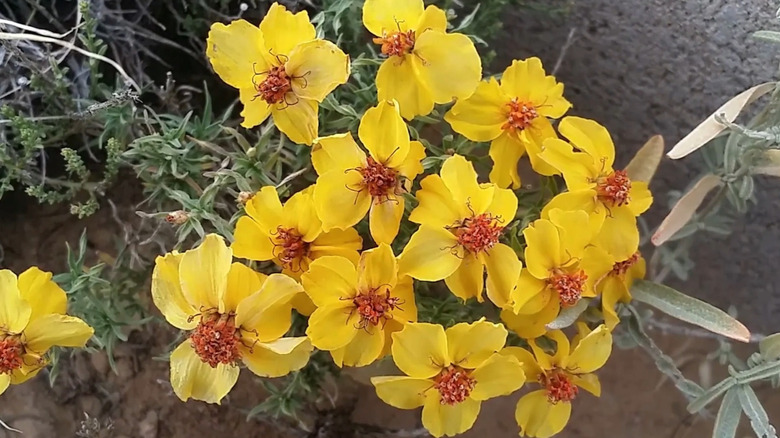 A cluster of yellow plains zinnias.