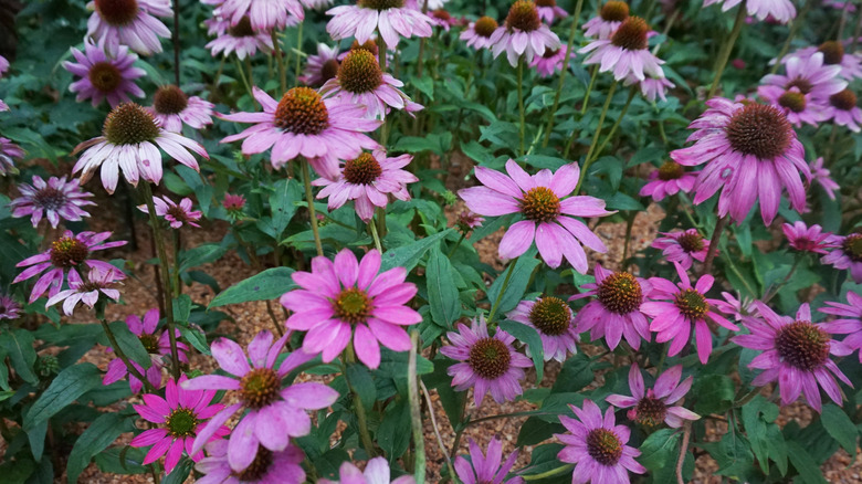 A group of vibrant purple echinacea.