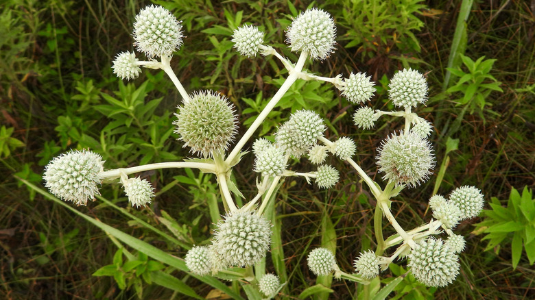 The unique rattlesnake-like flowerheads of the rattlesnake master plant.