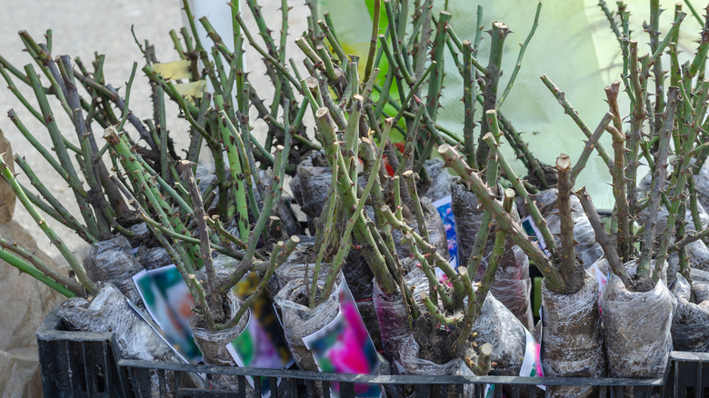 A display of bare-root roses for sale.
