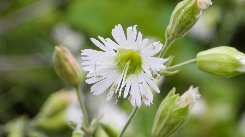 A single starry campion flower in bloom amomg other buds from the same plant.