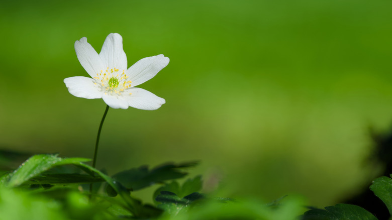 A single tall anemone flower in bloom.