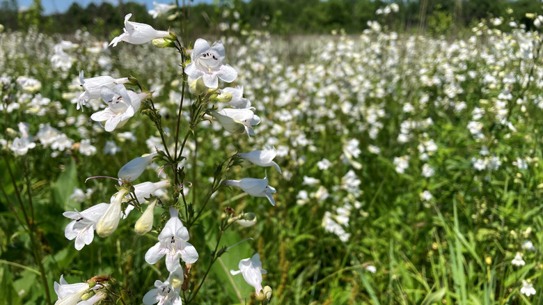 A field of tall white beardtongues.