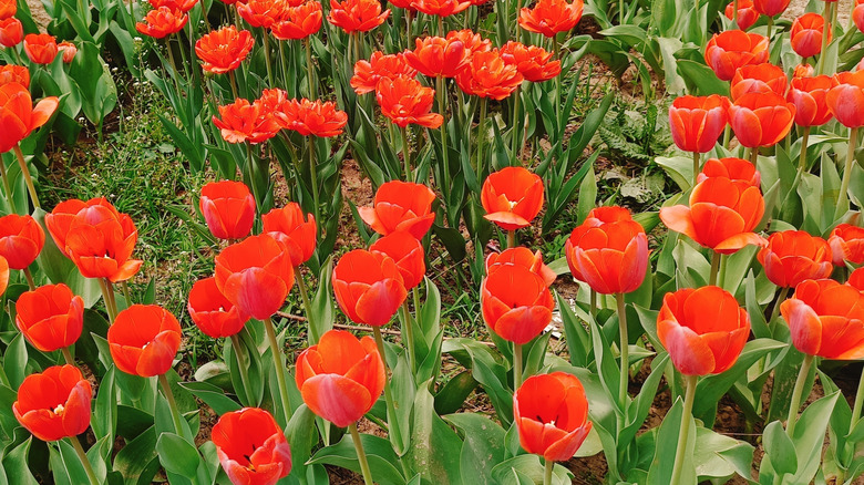 Red tulips in bloom in a garden bed.