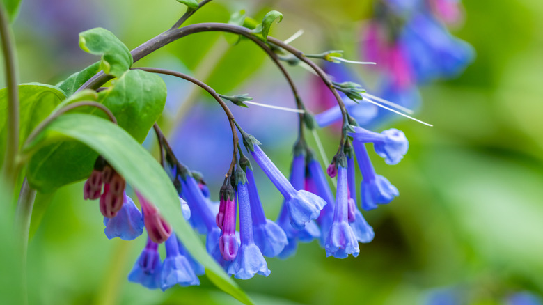 Virginia bluebells in shades of pink, purple, and blue.