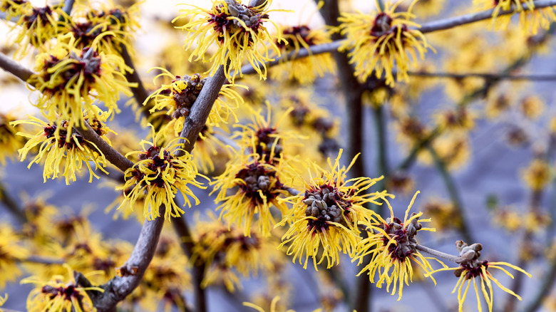 Witch hazel flowers in bloom, showing their starburst-like form.