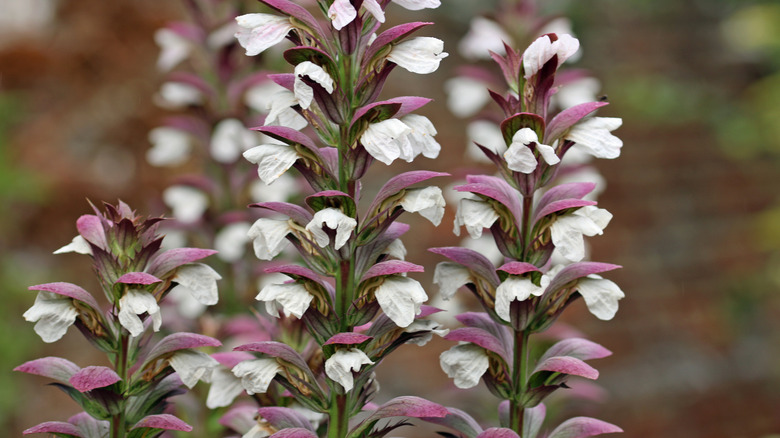 The pink and white flowers of bear's breeches.