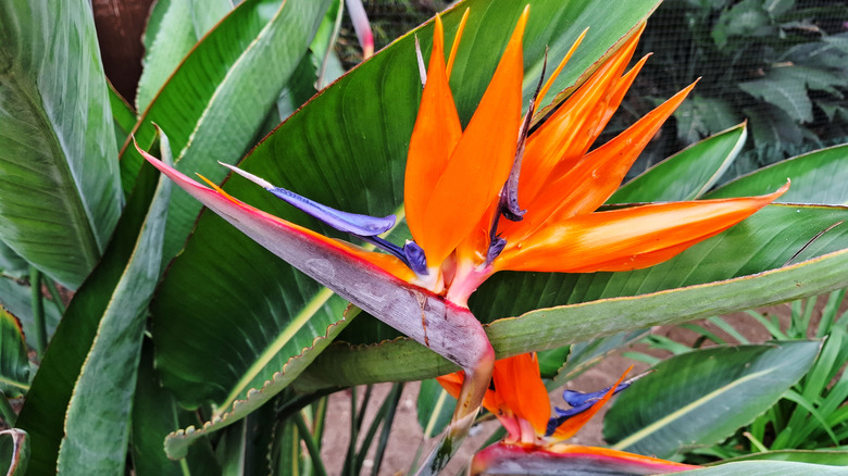 Striking orange bird of paradise flowers in bloom.