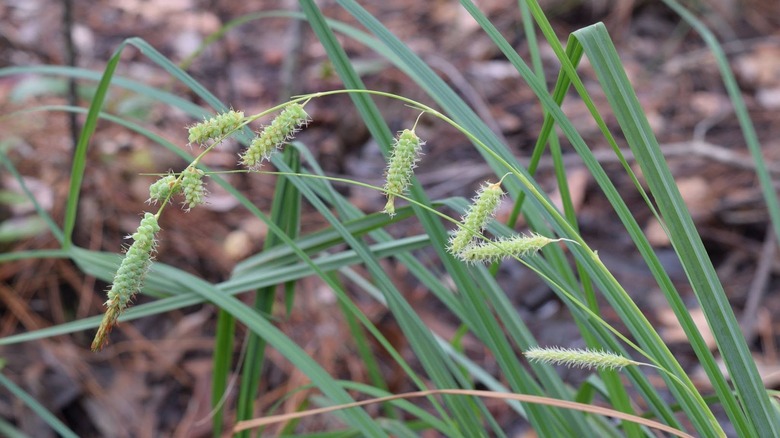 The thin, reedy leaves and drooping seed heads of native blue sedge growing in the wild.