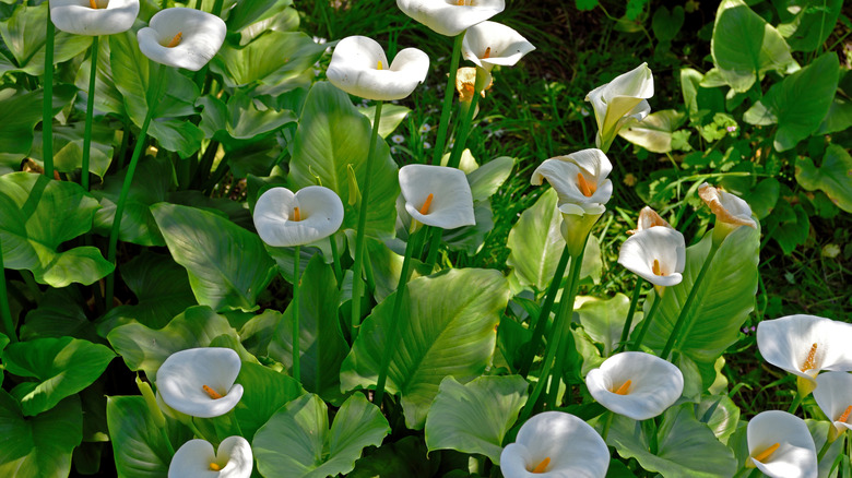 The white flowers on a calla lily in bloom in a garden.