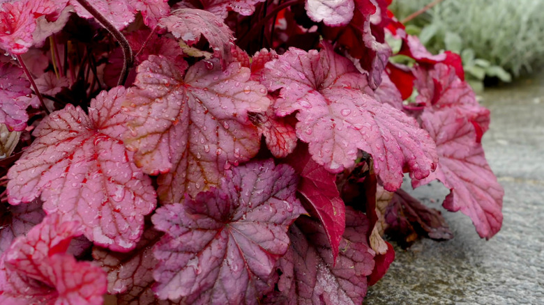 Red coral bell leaves sporting dew drops.