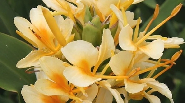 Gorgeous golden flowers of 'Daniel Weeks' ginger lily receiving sunlight.