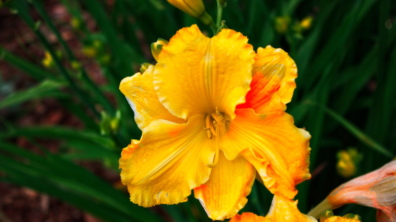 A bright yellow daylily bloom in a garden.