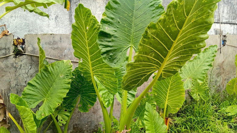 A large elephant ear with enormous green leaves growing in a garden.