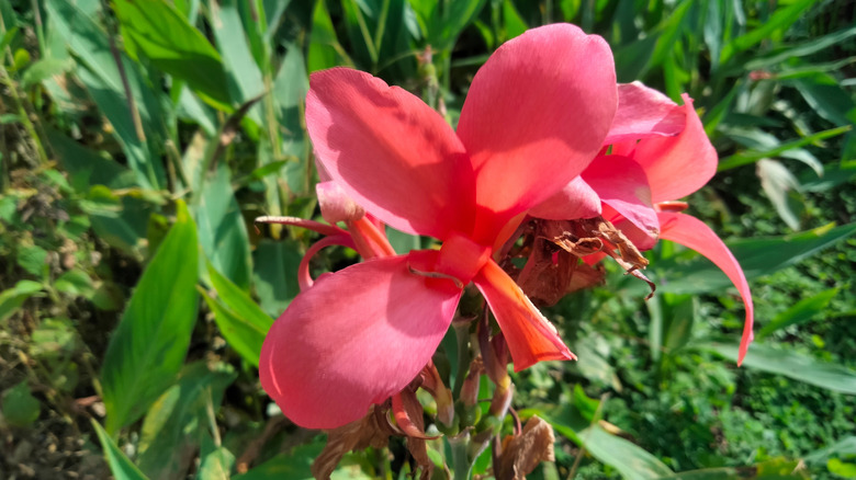 A pink-flowering garden canna growing in a sunny garden bed.