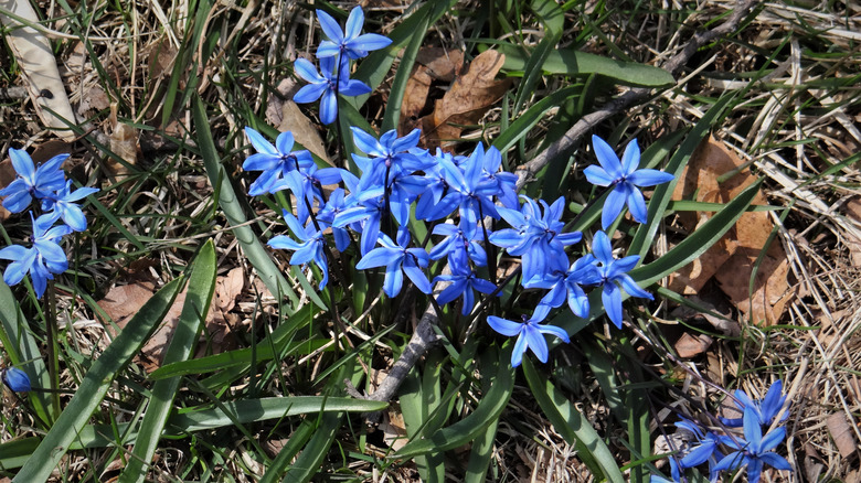 Bright blue flowers of 'Grace Ward' lithodora.