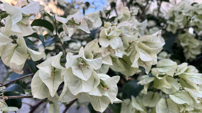 The milky white flowers of great bougainvillea.