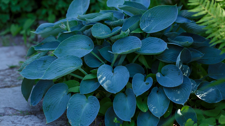 The blue-green leaves of 'Halcyon' hosta growing in a poolside garden bed.