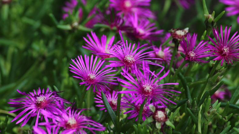 Pretty purple hardy ice plant flowers in bloom.