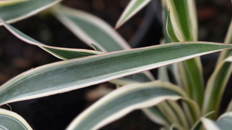 The gray-green leaves of an 'Ivory Tower' yucca.