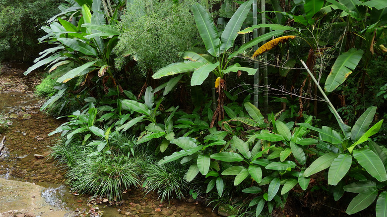 A few Japanese banana plants growing in a garden.
