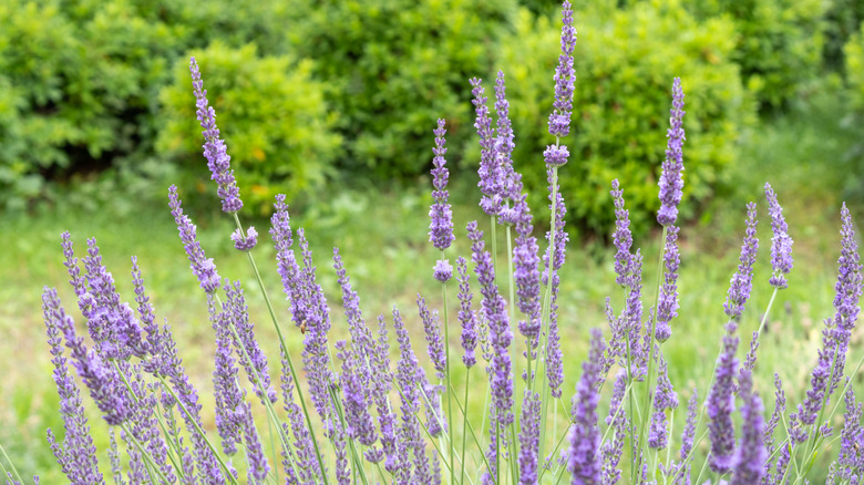 Purple lavandin flowers in bloom in a large backyard.