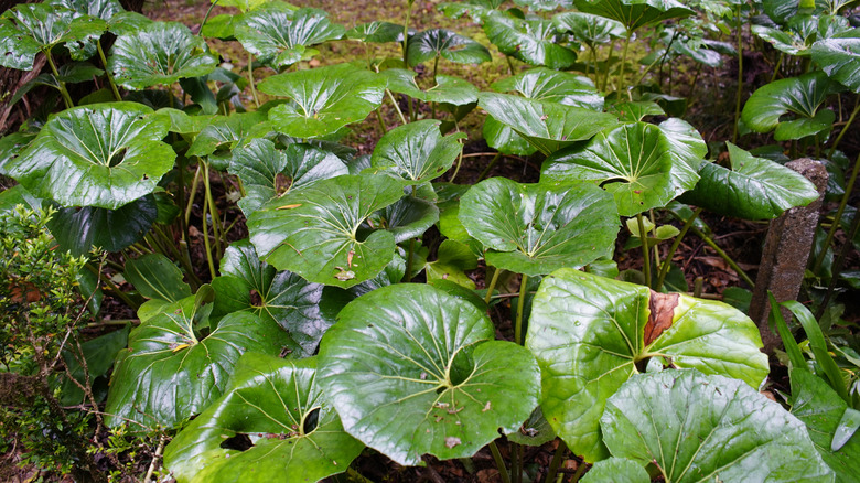 The glossy green leaves of a leopard plant growing in a garden bed.